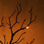 Birchlitland Halloween Branch Lights with Timer Battery Operated 75 LED Orange Fairy Lights, Lighted Black Willow Branches 21IN for Home Decor - Image 2