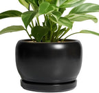 SQOWL Ceramic Plant Pots - 8 Inch Planter Indoor, Round Flower Pot with Drainage Hole and Saucer, Modern Outdoor Planter, Apartment Decor, Gifts for Plant Lovers, Black by SQOWL