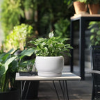 SQOWL Ceramic Planters for Indoor Plants - 8 Inch Plants Pot, Round Outdoor Flower Pot with Drainage Hole and Saucer, Decorative Modern Planter, Kitchen Decor, House Gifts, White - Image 5