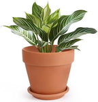 INGOFIN Terracotta Pot with Saucer - 10 Inch Ceramic Clay Pot for Plants with Drainage Hole, Large Terra Cotta Flower Planter with Tray for Indoor Outdoor Plants by INGOFIN