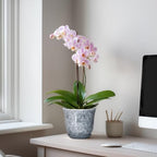 Ceramic Planter, 6 Inch Plant Pot for Indoor Plants, Grey - Image 3