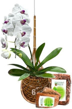 Handmade 100% Thai Bamboo 6 Inch Signature Super Sanctuary SIAM Orchid Hanging Basket with Nursery Grade Coconut Shell Staves Coir Pith Sponge & Husk Mulch by Panwa