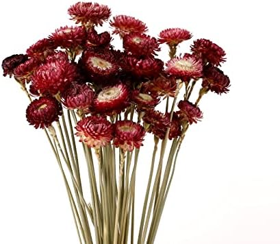 MIHUAGE Dried Flower 40PCS Daisy Bouquet 100% Natural Chrysanthemum Dry Flower with Stem for Vase Home décor Party DIY Arrangement Wheat Straw Bulk (Burgundy) by MIHUAGE