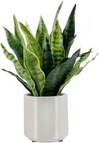 Fake Snake Plant 22" Tall, Realistic Touch Leaves, Potted Artificial Plants Indoor for Home Decor Small Office Home Living Room by Unknown