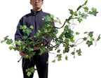 Artificial Rattan Tree Vines with Creeper Leaves Climbing Ivy Branches Grapevines UV Resistant Greenery Garland for Home Garden Landscape wall Hanging Climber Habitat Decor 43” (Green - Pack 4) - Image 2