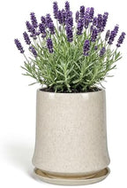8 Inch Ceramic Planter Pot with Saucer Drainage Leak-Proof Mesh,Flower Pots for Lavender with Gardening Gloves,Ceramic Planter for Orchid(Silk White) by Unknown