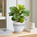 Ceramic Plant Pot - 6 Inch Ceramic Pots Indoor, White-Grey - Image 6
