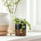 D'vine Dev 4-Pack Ceramic Pots with Saucers, Black/Tan, 3.5 in, 94-X-A-7 - Image 5