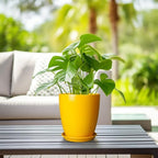 Ceramic Plant Pot - 8 Inch Planter Pot with Drainage Hole and Saucer Round Planter for Indoor Outdoor Plants Flower Pot for Home Patio Garden Office Yellow - Image 5