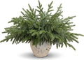 32Pcs Lifelike Touch Artificial Norfolk Pine Branches for Vase DIY Decor by CYSKXYI