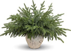 32Pcs Lifelike Touch Artificial Norfolk Pine Branches for Vase DIY Decor by CYSKXYI