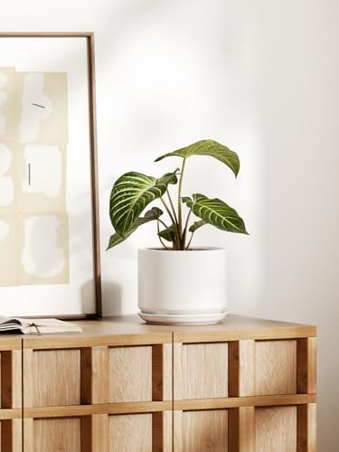 LE TAUCI 8 Inch Plant Pot, Ceramic Pots for Plants, White - Image 5