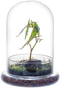 NCYP Glass Cloche Dome with Air Hole and Base, 5.9 x 5.9 x 8.2 Inches by NCYP