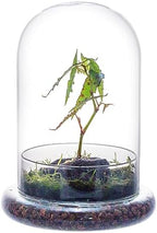 NCYP Glass Cloche Dome with Air Hole and Base, 5.9 x 5.9 x 8.2 Inches by NCYP