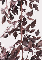 Afloral Plum Cimicifuga Seeded Garland - 6' - Image 4