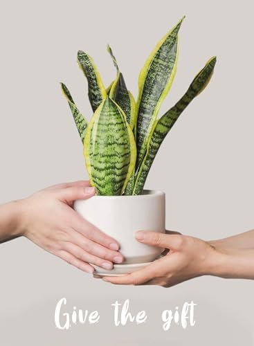 LE TAUCI Ceramic Pots for Plants, 4.3+5.3+6.8 Inch, Set of 3, White - Image 5