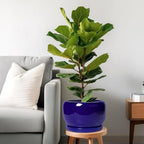 SQOWL Ceramic Plant Pot - 10 Inch Ceramic Planter for Indoor Outdoor, Round Flower Pot with Drainage Hole and Saucer, Modern Decorative Large Planter, Garden Decor, Plant Lover Gifts, Blue - Image 2