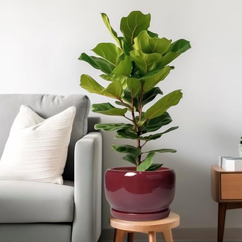 SQOWL Ceramic Pot for Plants - 10 Inch Indoor Planter with Drainage Hole and Saucer, Round Modern Planter Outdoor, Decorative Large Plant Pot for Flower, Living Room Decor, Garden Gifts, Red - Image 2