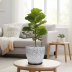 Ceraimc Plant Pot - 8 Inch Planter with Drainage and Saucer, Modern Round Planter, Flower Pot for Indoor Outdoor Plants, Home Room Garden Apartment Decor, Gifts for Plant Lovers, White-Black - Image 7