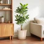 Ceramic Planter, 10 Inch Plant Pot for Indoor Plants, Beige - Image 4