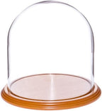 Plymor 8" x 8" Glass Display Dome Cloche (Oak Veneer Base) by Plymor