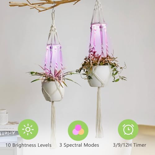 Macrame Plant Hangers - Beautiful Plants in Low Light - Image 4