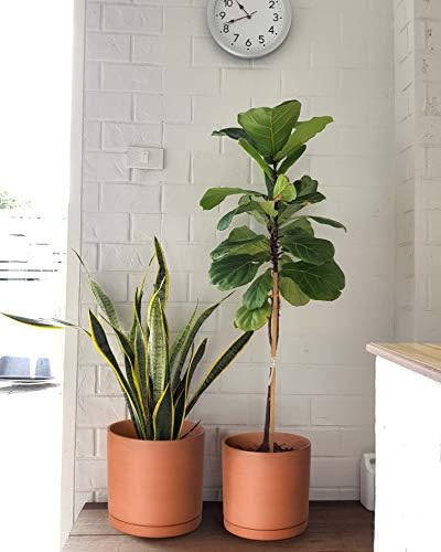 D'vine Dev 3-Pack Classic Terracotta Pots & Saucers, 8/10/12 in, 40-T-D-0 - Image 6