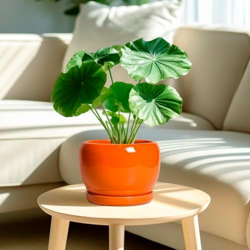 SQOWL Ceramic Pot for Plants - 8 Inch Plant Pot Indoor Outdoor, Modern Round Planter with Drainage Hole and Saucer, Decorative Planter for Flower, Office Decor, Garden Gifts for Women, Orange - Image 2