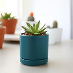 D'vine Dev 4-Pack Ceramic Pots with Saucers, Teal, 3.5 in, 94-X-A-9 - Image 5