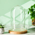 2 Pcs 5.9 x 7.9 Inch Clear Glass Dome Terrarium with Air Hole & Base - Image 3