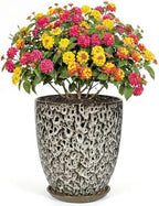 9.5 Inch Flower Pots for Indoor Plants,Ceramic Planter with Saucer Drainage Leak-Proof Mesh Gardening Gloves (Spotted White) by Unknown