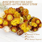 MIHUAGE Dried Flower 40PCS Daisy Bouquet 100% Natural Chrysanthemum Dry Flower for Vase Home décor Party DIY Arrangement Wheat Straw Bulk （Multi-Color） - Image 5