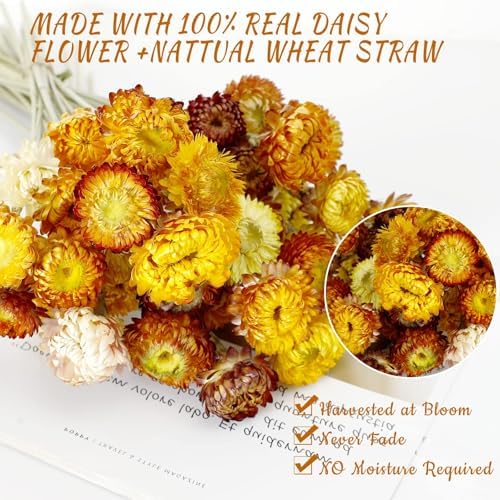 MIHUAGE Dried Flower 40PCS Daisy Bouquet 100% Natural Chrysanthemum Dry Flower for Vase Home décor Party DIY Arrangement Wheat Straw Bulk （Multi-Color） - Image 5