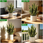 Fake Snake Plant 22" Tall, Realistic Touch Leaves, Potted Artificial Plants Indoor for Home Decor Small Office Home Living Room-Yellow - Image 3