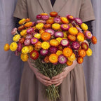 80 Pcs Natural Dried Daisy Flower Bouquet with 11.5" Stem, Colorful by Unknown
