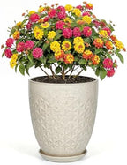 9.5 Inch Flower Pots for Indoor Plants,Ceramic Planter with Saucer Drainage Leak-Proof Mesh Gardening Gloves(Silk-White) by Unknown