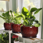 SQOWL Ceramic Pot for Plants - 6 Inch Plant Pot Indoor with Drainage Hole and Saucer, Decorative Flower Pot Outdoor, Round Succulent Planter, Front Porch Decor, House Warming Gifts New Home, Red - Image 5