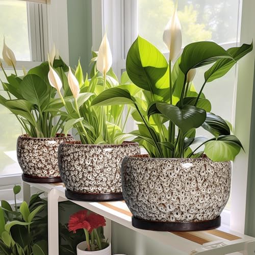 SQOWL Ceramic Planter - 8 inch Plant Pot Indoor with Drainage Hole and Plant Saucer, Round Ceramic Flower Pots Outdoor, Decorative Modern Planter, Office Kitchen Decor, Gifts for Women Men, White - Image 6