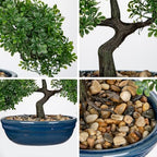 Artificial Bonsai Tree Faux Plants Indoor Fake Plants Decor with Blue Ceramic Pots for Home Table Office Desk Bathroom Shelf Bedroom Living Room Farmhouse Decor - Image 3