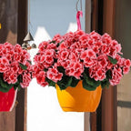 Hananona 12 Pcs Artificial Geranium Flowers for Outdoors Geranium Silk Flowers Outdoor UV Resistant Garden Plants Faux Flowers for Home Kitchen Table Centerpieces Decor (12, Peach) - Image 4