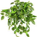 FiveSeasonStuff Watermelon Peperomia Real Touch Hanging Plant, 2 Stems by FiveSeasonStuff
