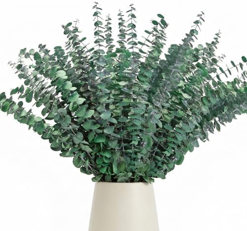 50 Pcs Preserved Eucalyptus Stems, 17in Real Dried Eucalyptus for Shower by Oning