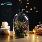 KMwares Clear Glass Display Dome Cloche Bell Jar Tabletop Decorative Case Covered Plants/Food (5.1"x8.9") - Image 5