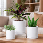 D'vine Dev 3-Pack White Terracotta Pots & Saucers, 4/5/6 in, 40-T-A-1 - Image 5