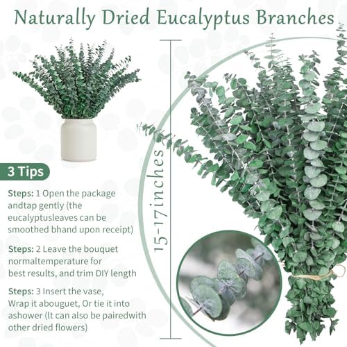 50 Pcs Preserved Eucalyptus Stems, 17in Real Dried Eucalyptus for Shower - Image 2