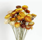 MIHUAGE Dried Flower 40PCS Daisy Bouquet 100% Natural Chrysanthemum Dry Flower for Vase Home décor Party DIY Arrangement Wheat Straw Bulk （Multi-Color） by MIHUAGE