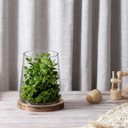 6" Wide Glass Hurricane Candle Holders with Handmade Sturdy Glass Sleeves and Vintage Natural Wood Base for Pillar Candle & Plants, Industrial, Farmhouse, Display Cloche Bell Jars, Table Centerpiece - Image 5