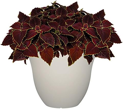 15" Honeysuckle Planter in Vanilla - Image 2