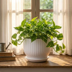 8 Inch Ceramic Plant Pot,White - Image 6