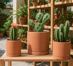 D'vine Dev 3-Pack Classic Terracotta Pots & Saucers, 5/6/8 in, 40-T-B-0 - Image 4